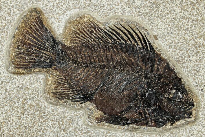 Beautiful Fossil Fish (Cockerellites) - Wyoming #309850